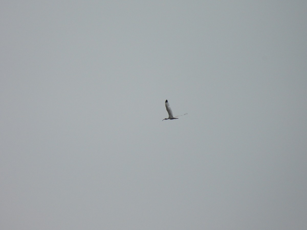 Ibis blanc - ML638355125