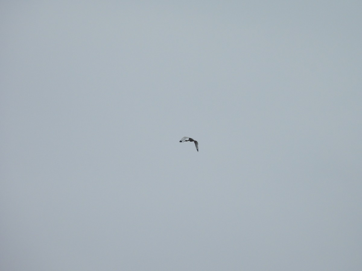 Ibis blanc - ML638355126