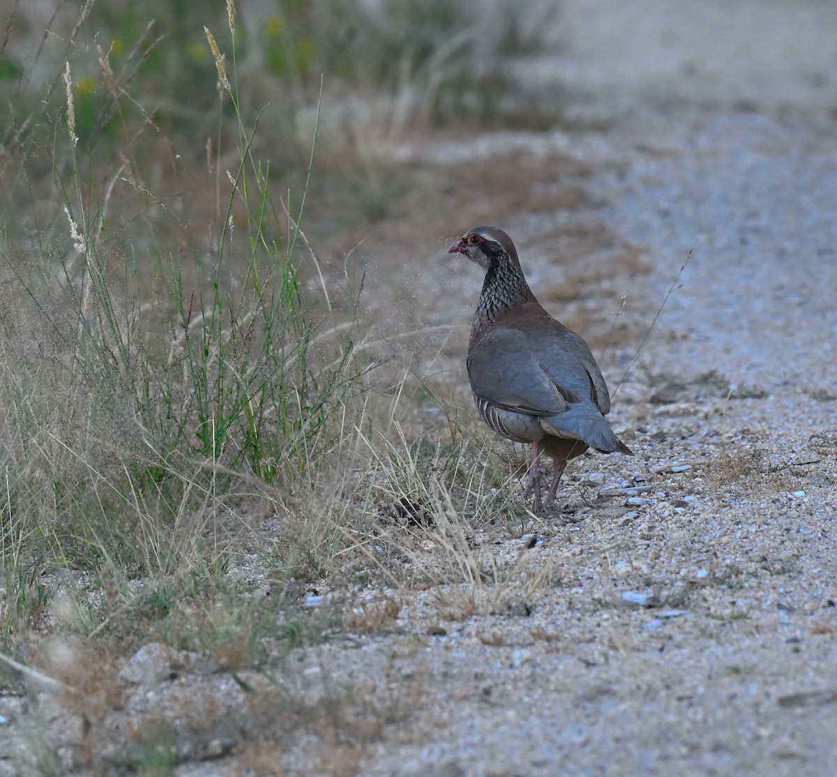 Red-legged Partridge - ML638355127