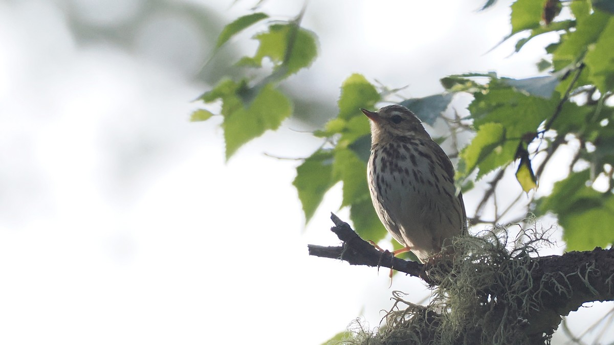 Olive-backed Pipit - ML638355128