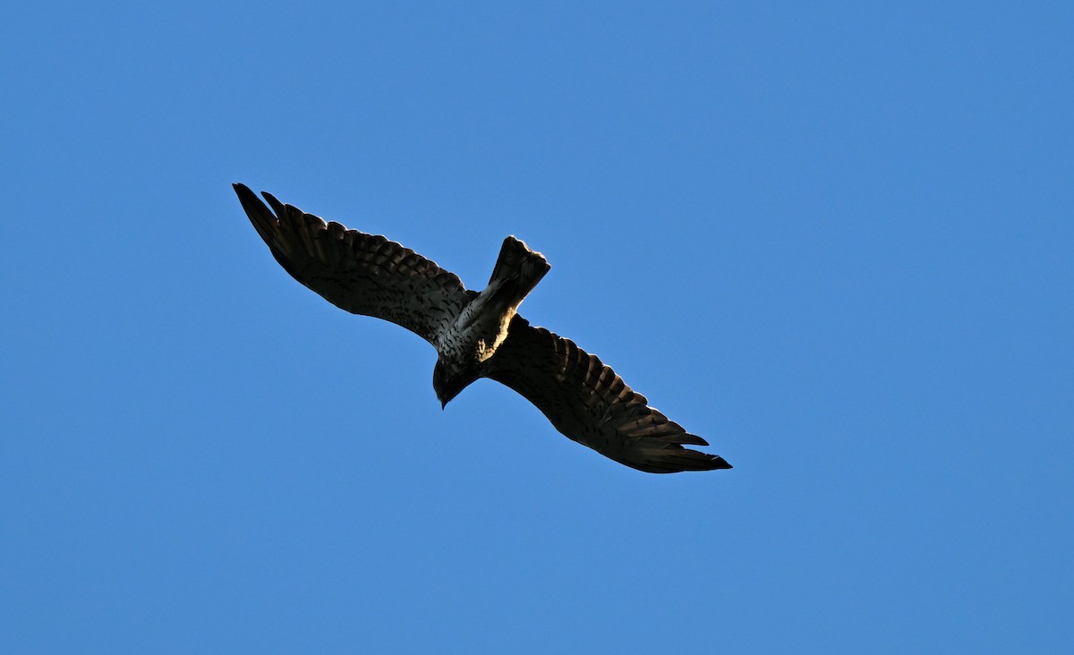 Short-toed Snake-Eagle - ML638355130