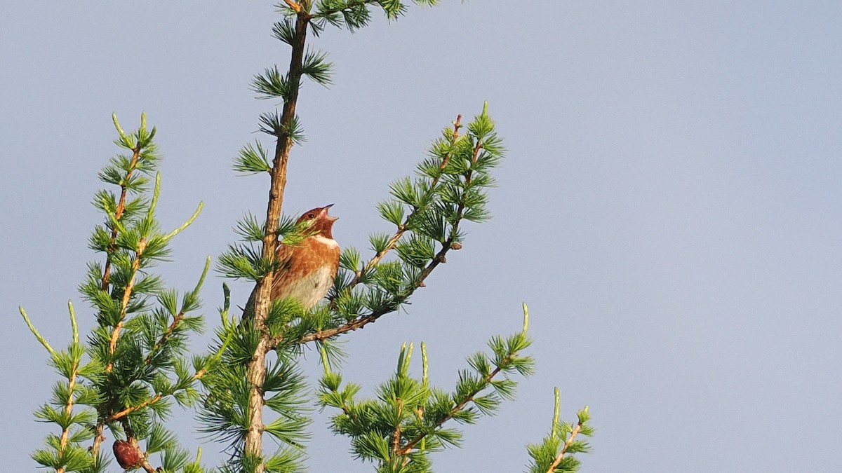 Pine Bunting - ML638355132