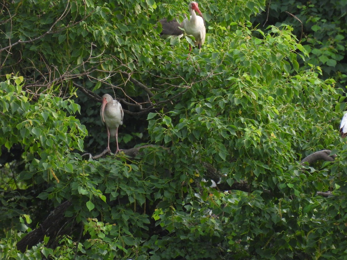 White Ibis - ML638355141
