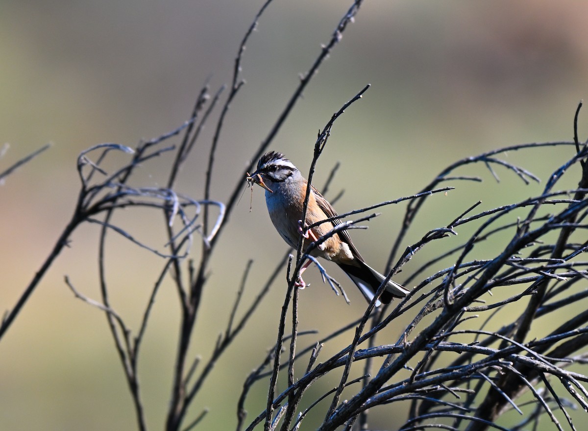 Rock Bunting - ML638355142
