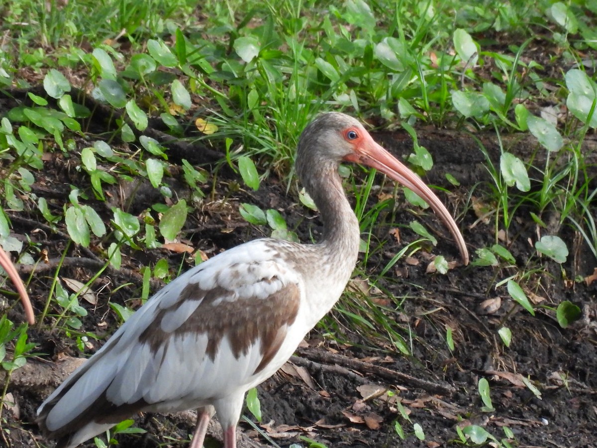White Ibis - ML638355145