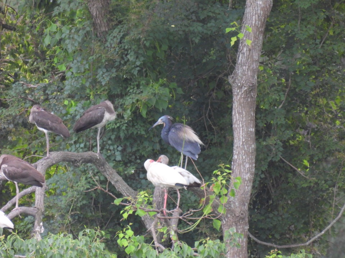 White Ibis - ML638355147