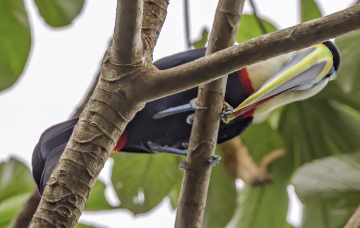 White-throated Toucan - ML638355178