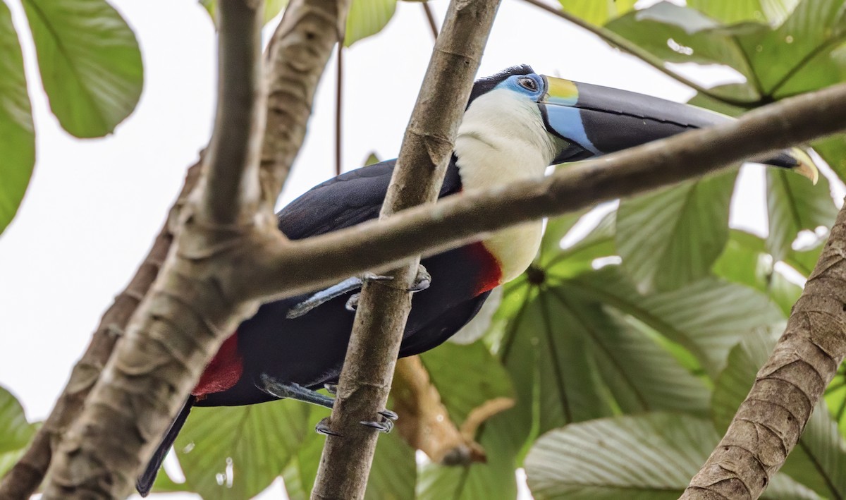White-throated Toucan - ML638355179