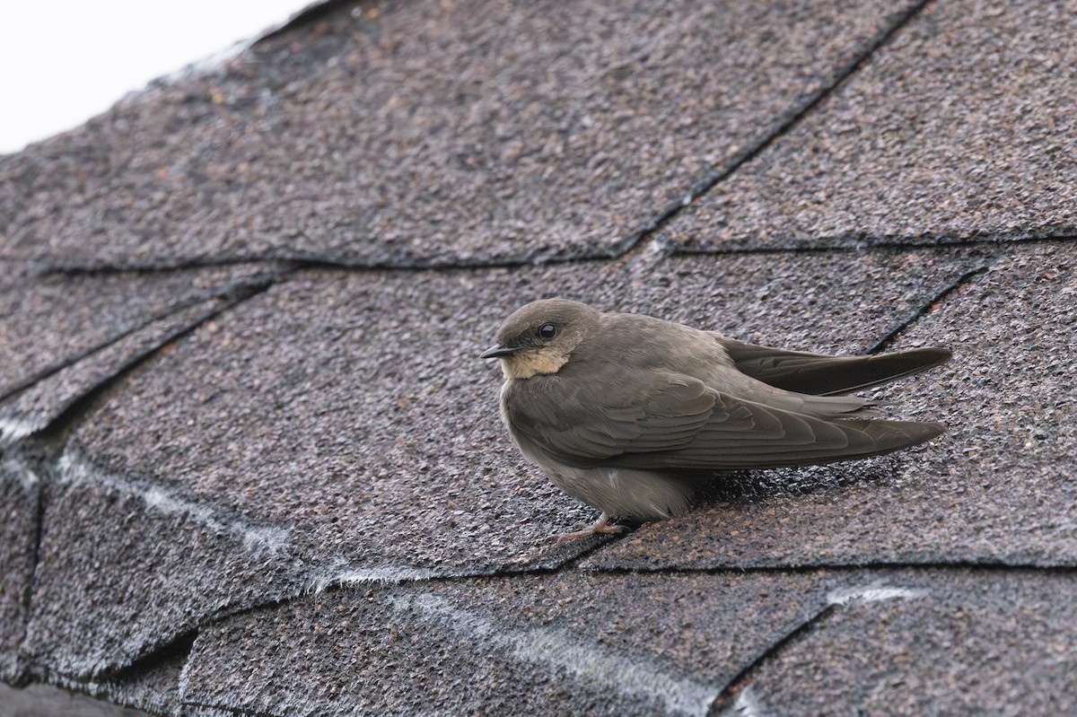 Red-throated Crag-Martin - ML638355182