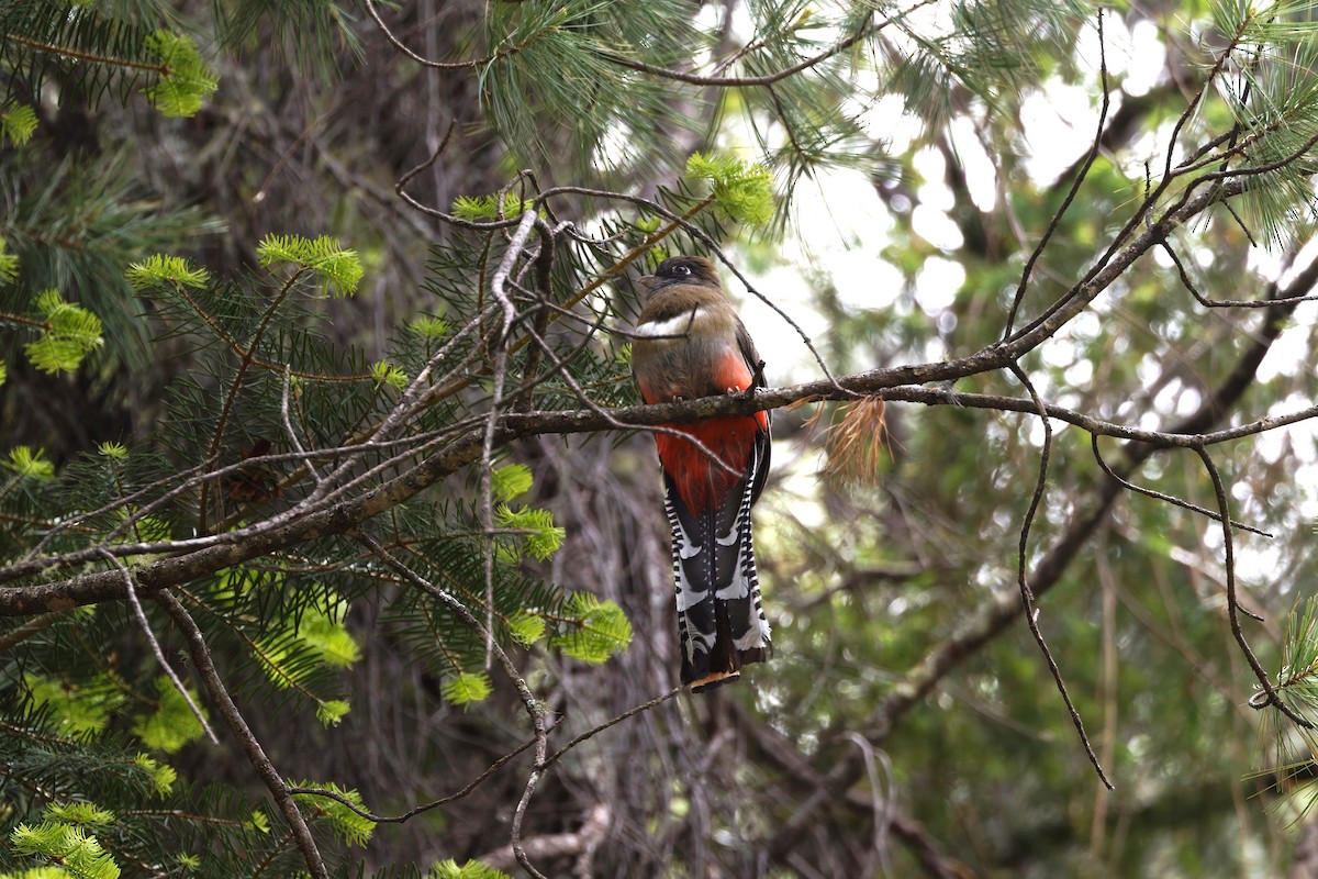 mexicotrogon - ML638355183