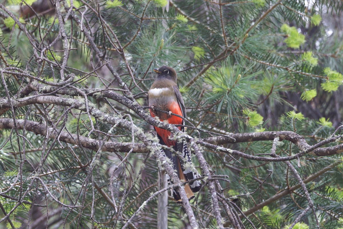 mexicotrogon - ML638355184