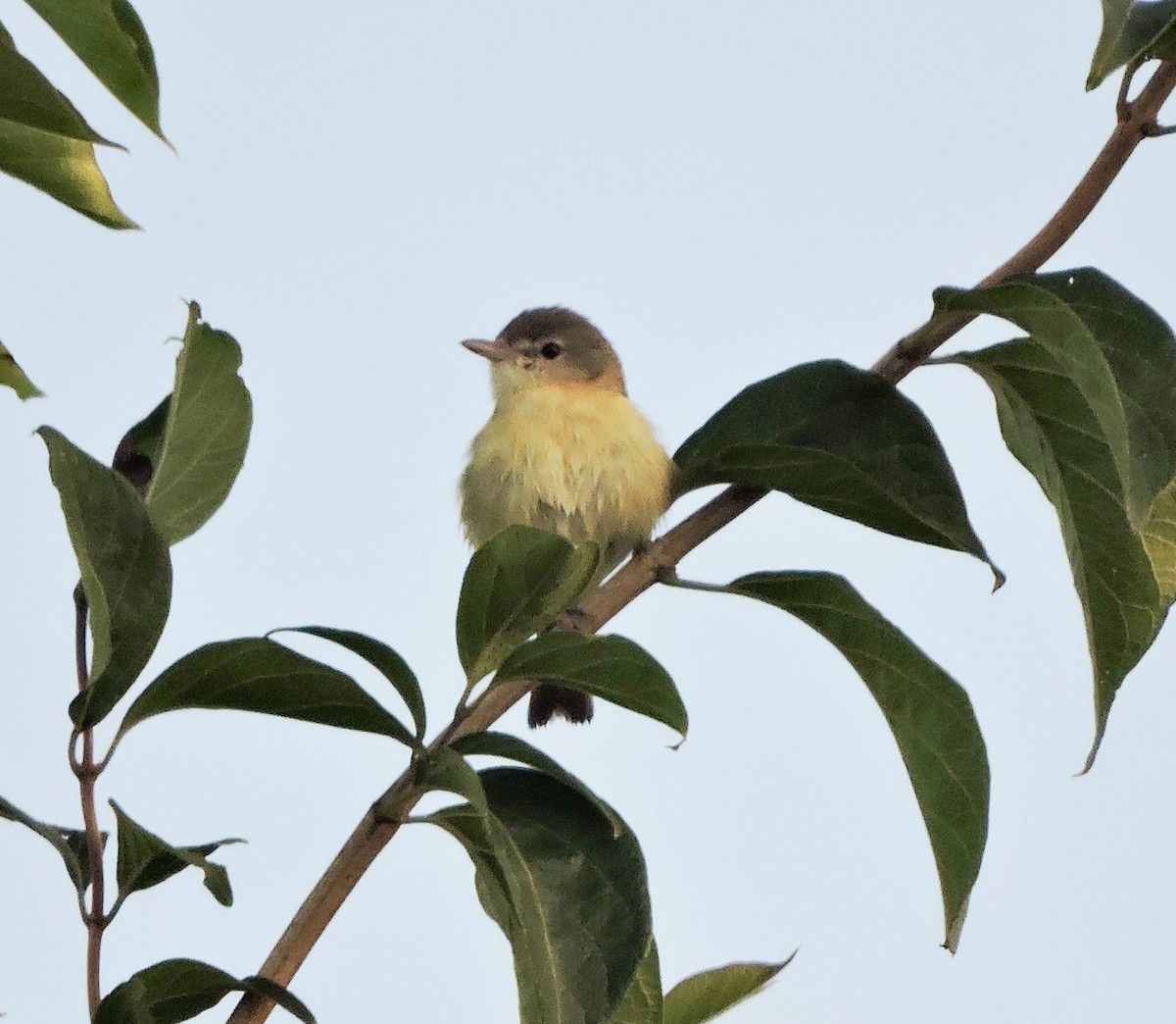 krattvireo - ML638355186