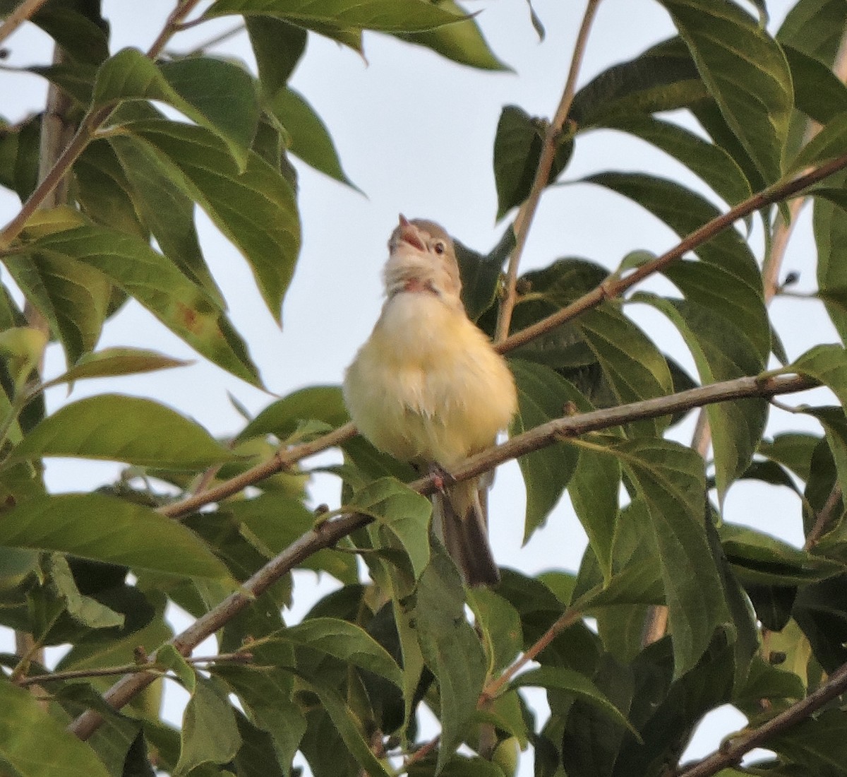 krattvireo - ML638355187