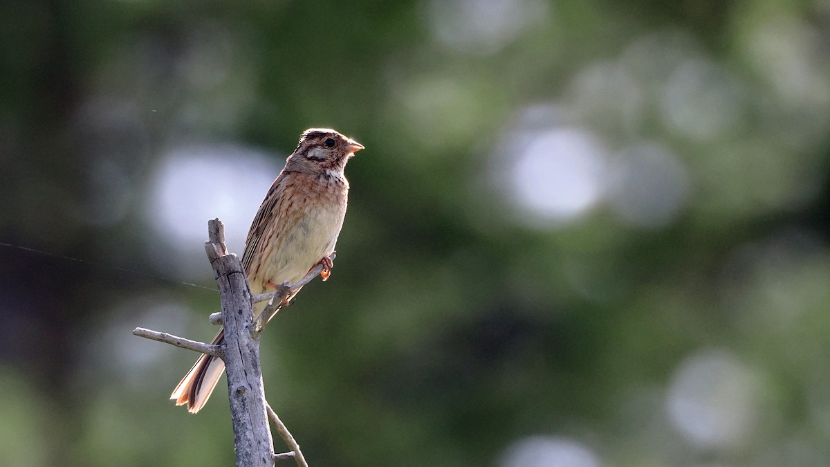 Pine Bunting - ML638355220