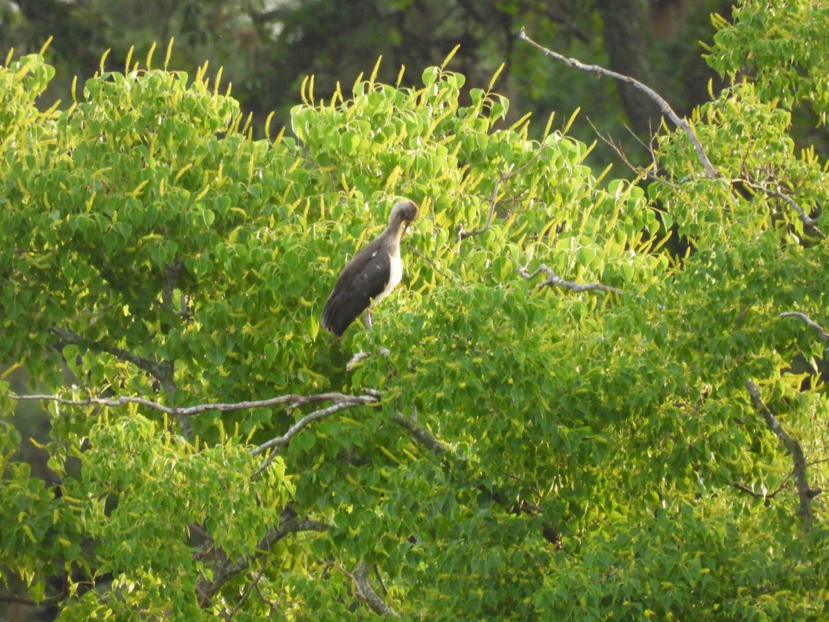 White Ibis - ML638355222