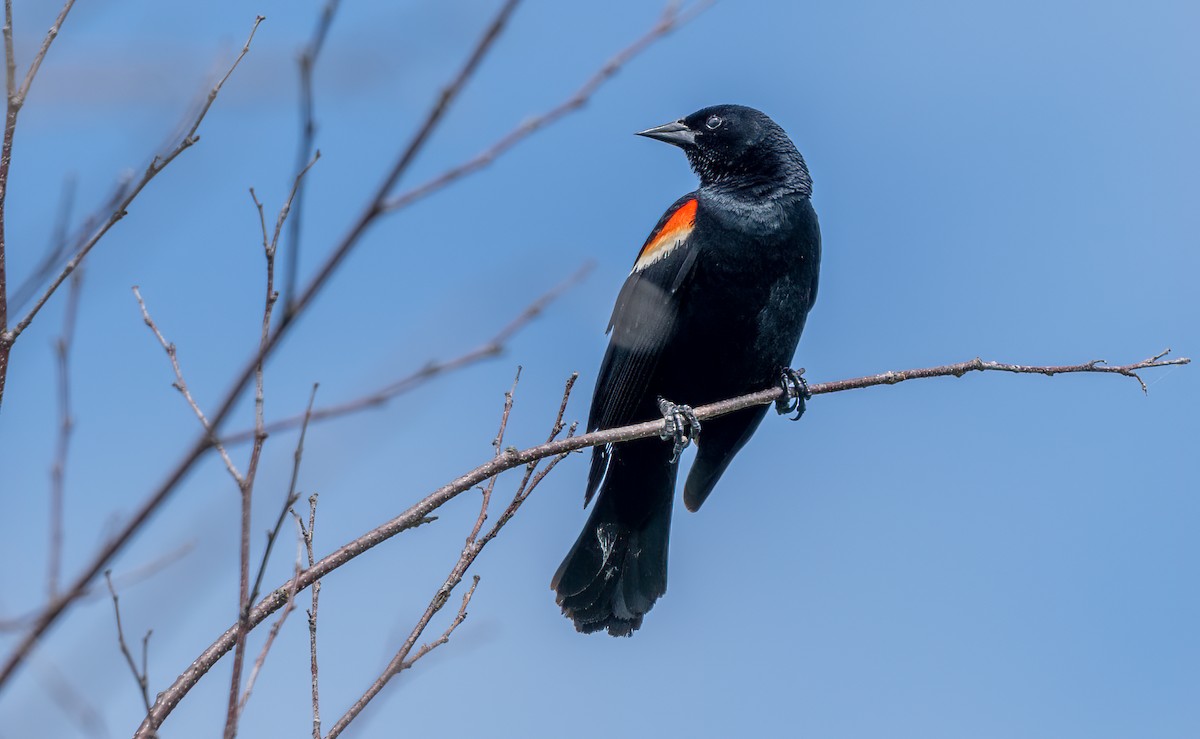 Red-winged Blackbird - ML638355225