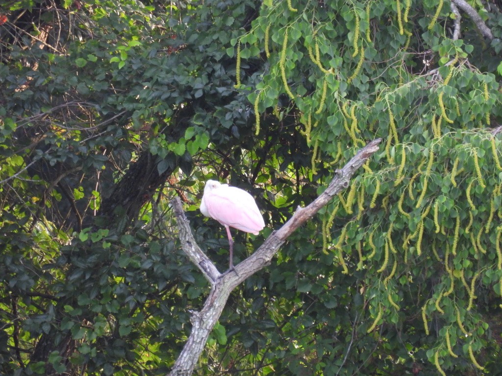 Spatule rosée - ML638355229