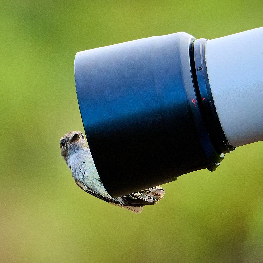 Galapagos Flycatcher - ML638355238