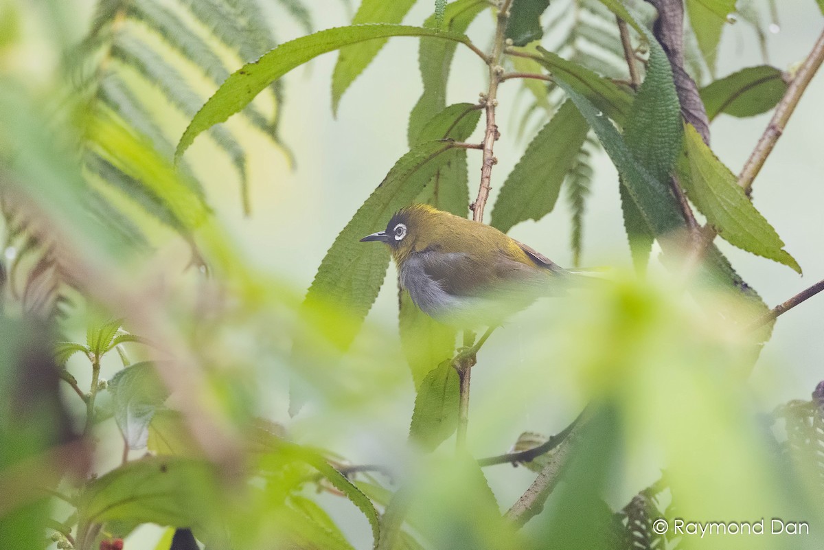 Schwarzstirn-Brillenvogel - ML638355242