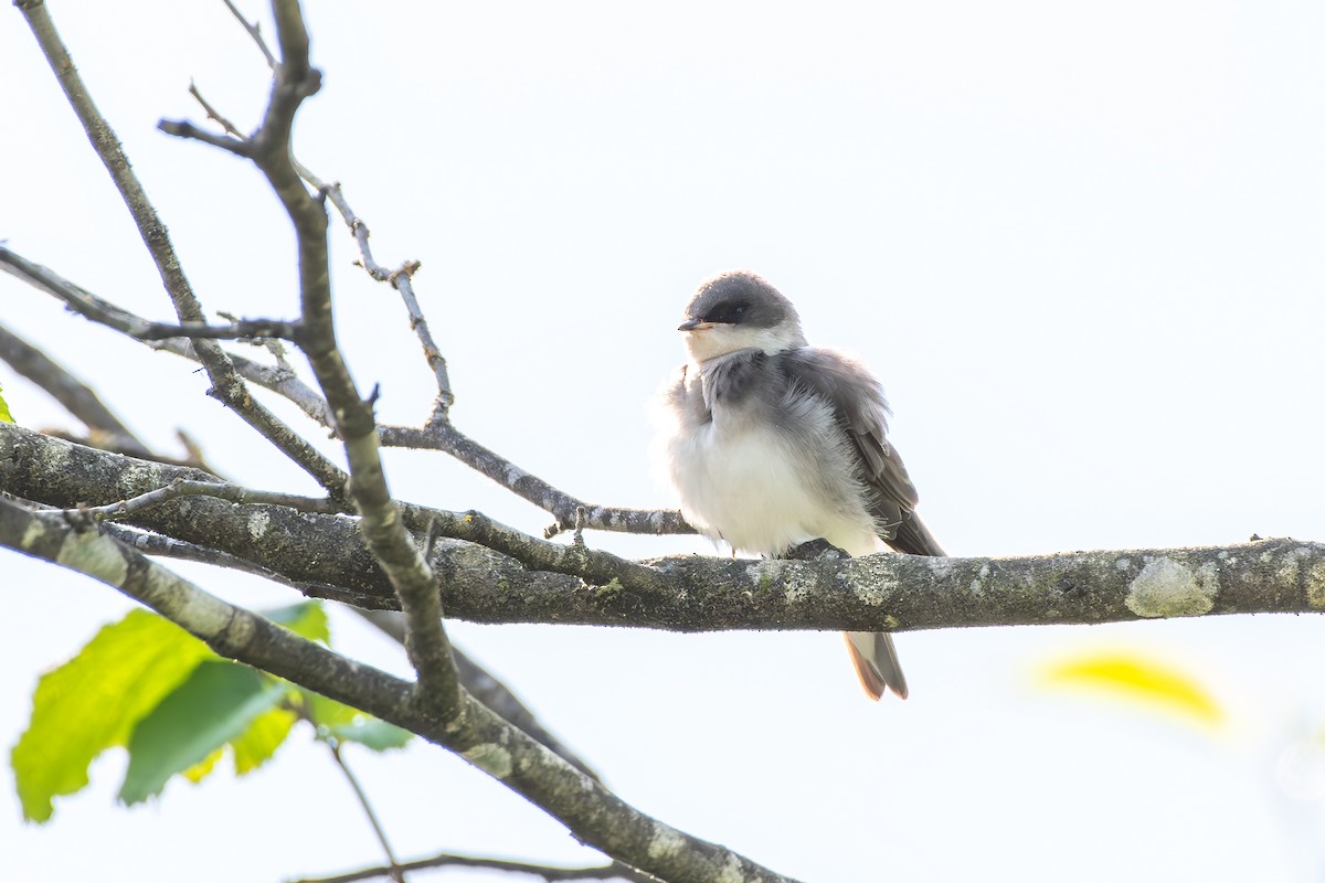Golondrina Bicolor - ML638355243