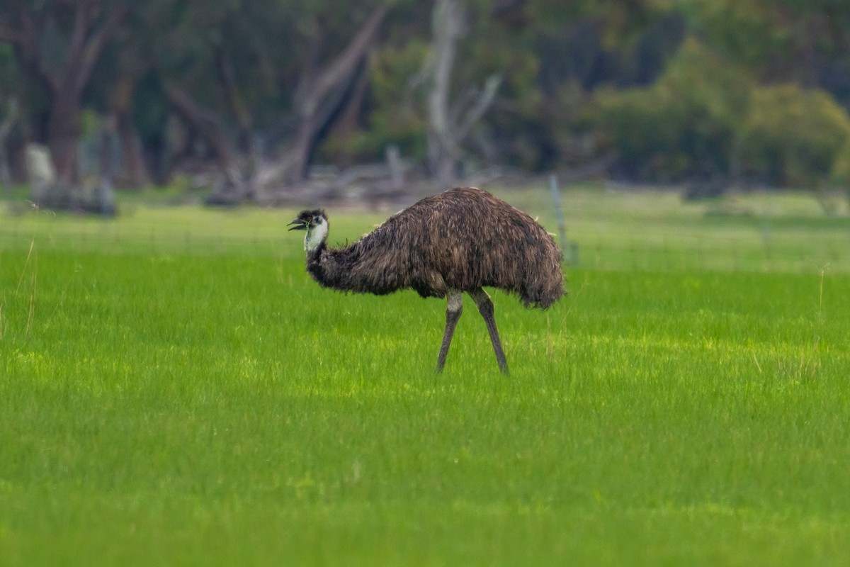 Emu - ML638355245