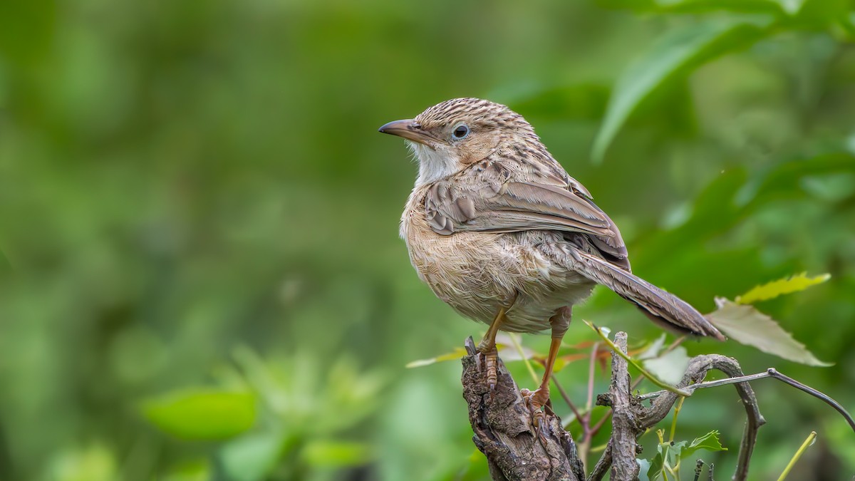 Common Babbler - ML638355246