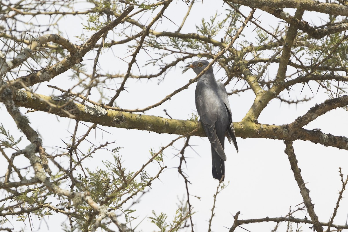 Afrikakuckuck - ML638355250