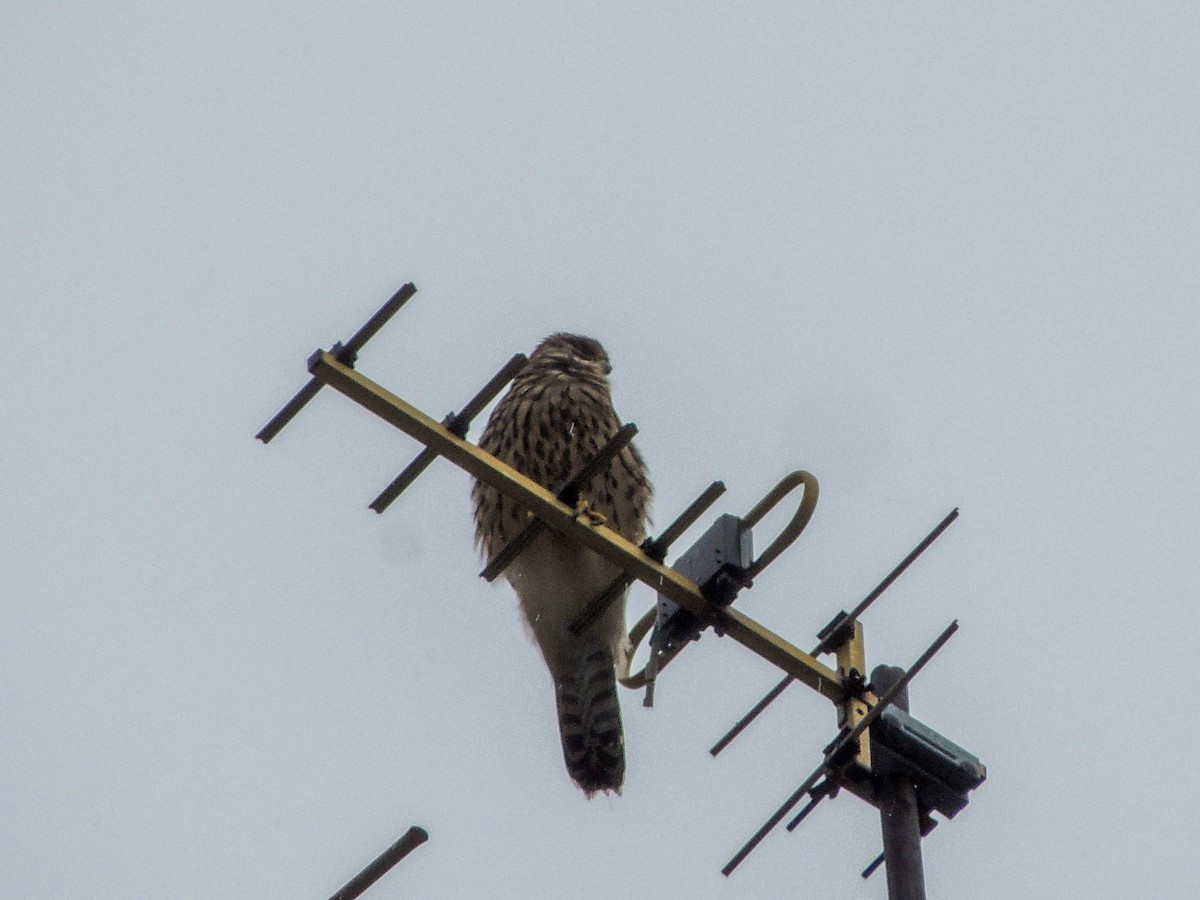 Turmfalke - ML638355265