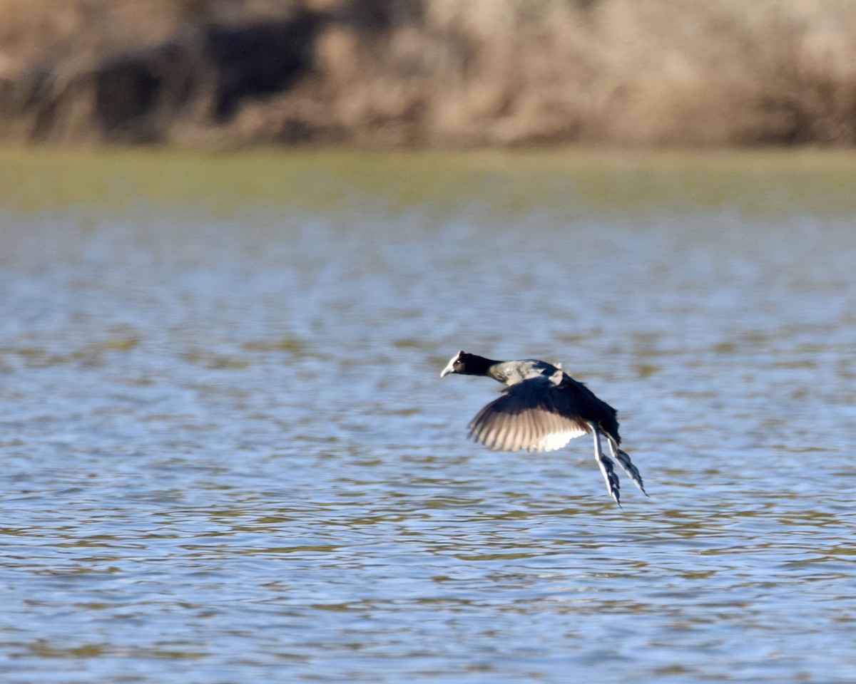 Red-knobbed Coot - ML638355279