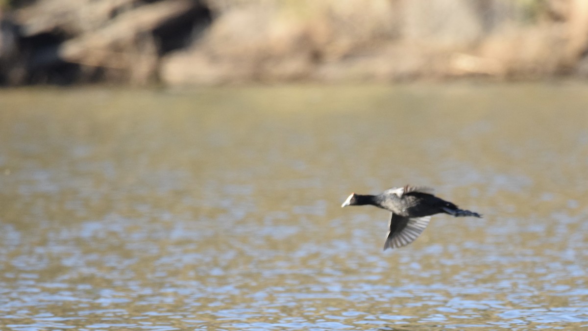 Red-knobbed Coot - ML638355280