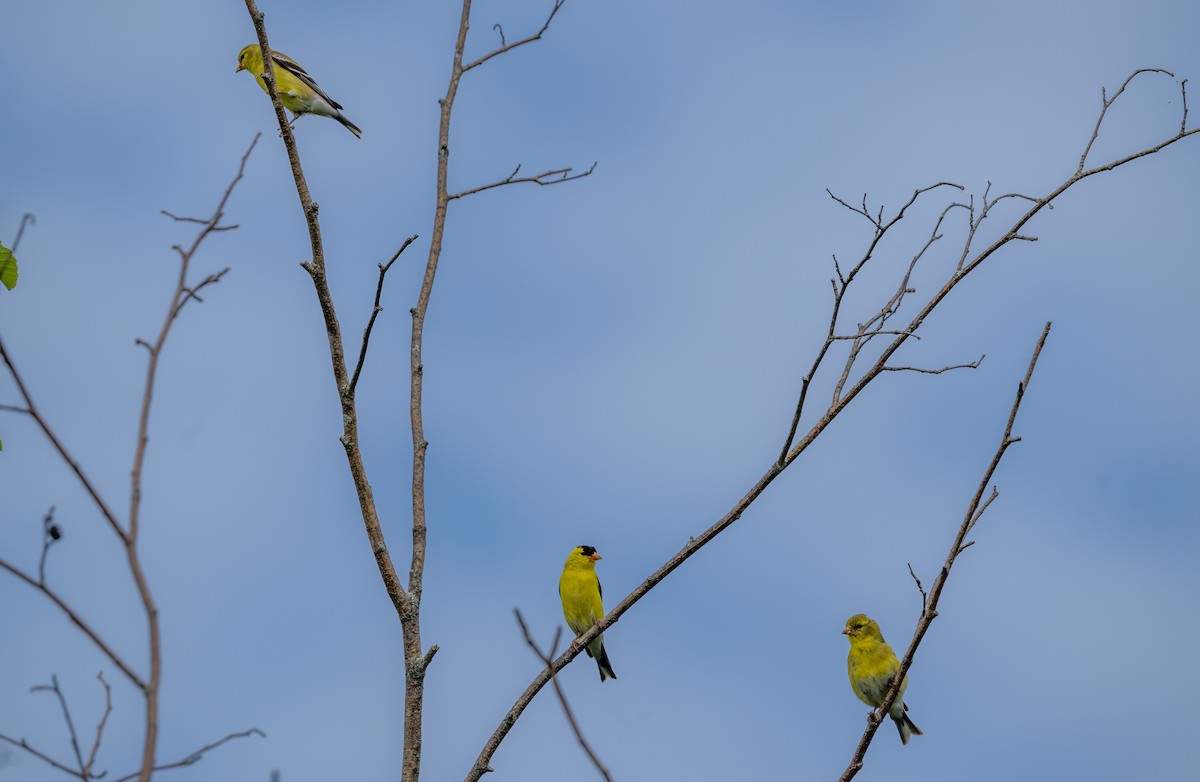 Chardonneret jaune - ML638355296