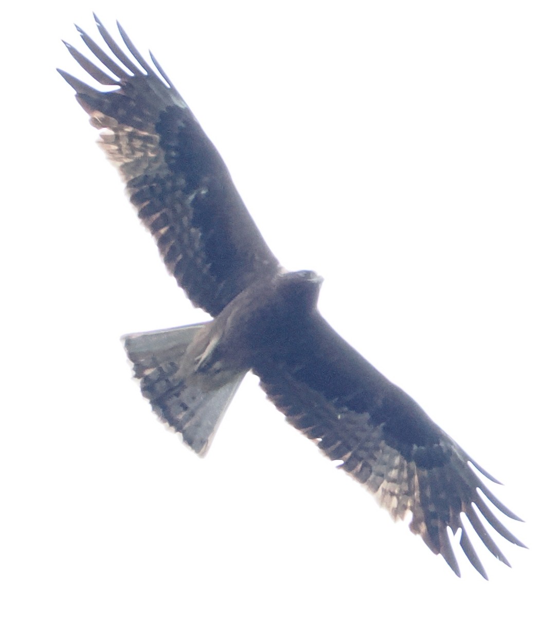 Águila Calzada - ML638355317