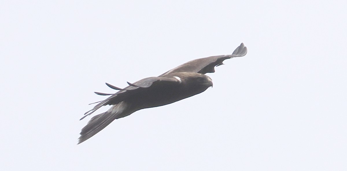 Águila Calzada - ML638355318