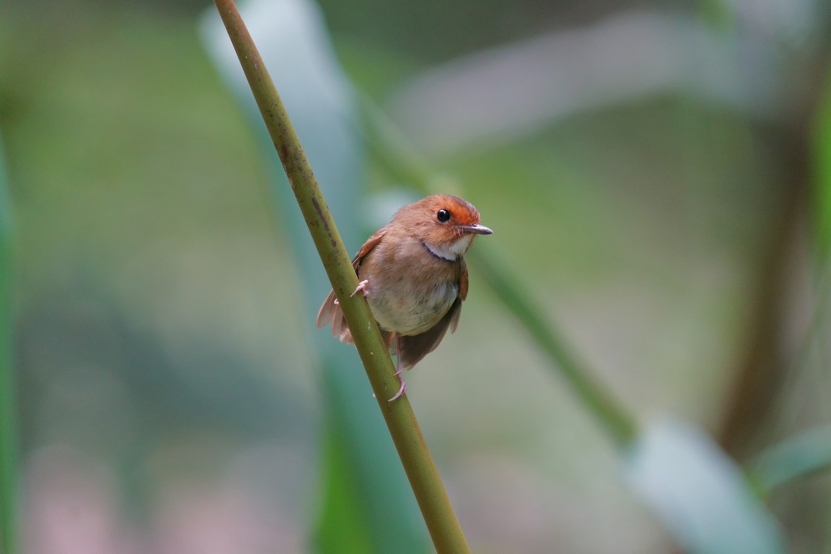Rufous-browed Flycatcher - ML638355324