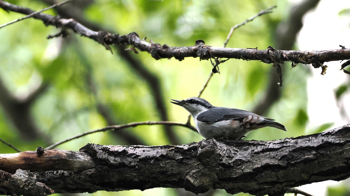 Eurasian Nuthatch - ML638355335