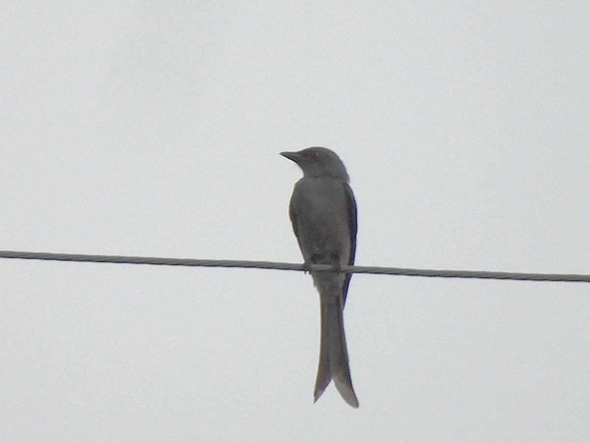 askedrongo - ML638355337