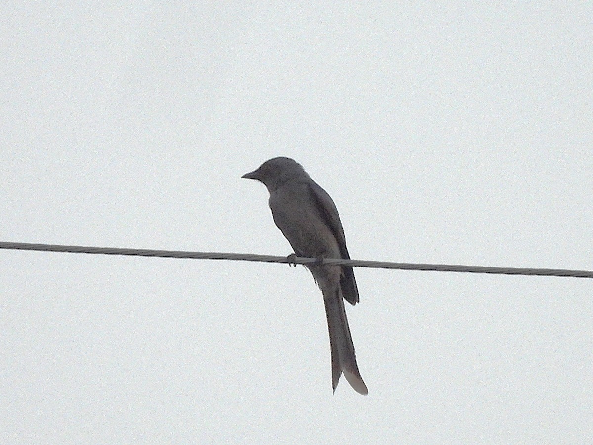 askedrongo - ML638355338