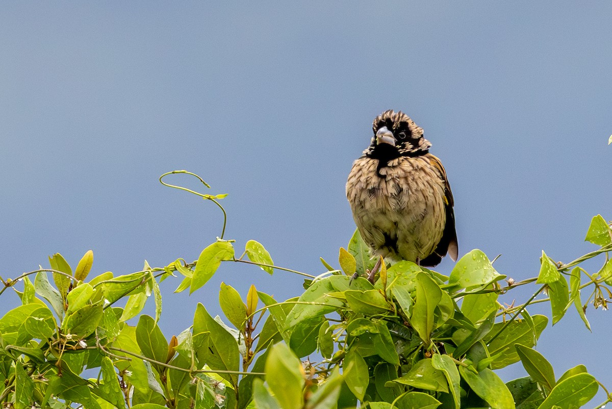 Yellow Bishop - ML638355341