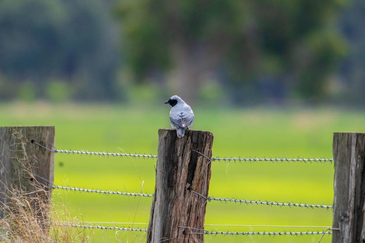 Black-faced Cuckooshrike - ML638355342