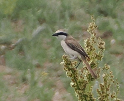 חנקן חום - ML638355345