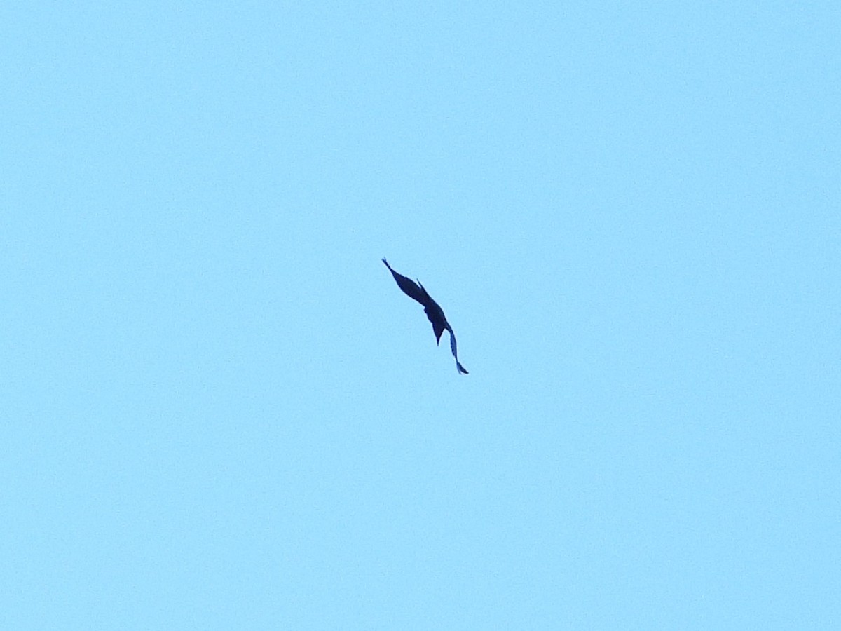 tykknebbkråke - ML638355350