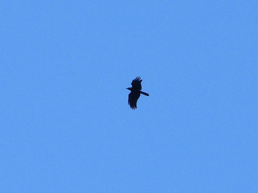 tykknebbkråke - ML638355351