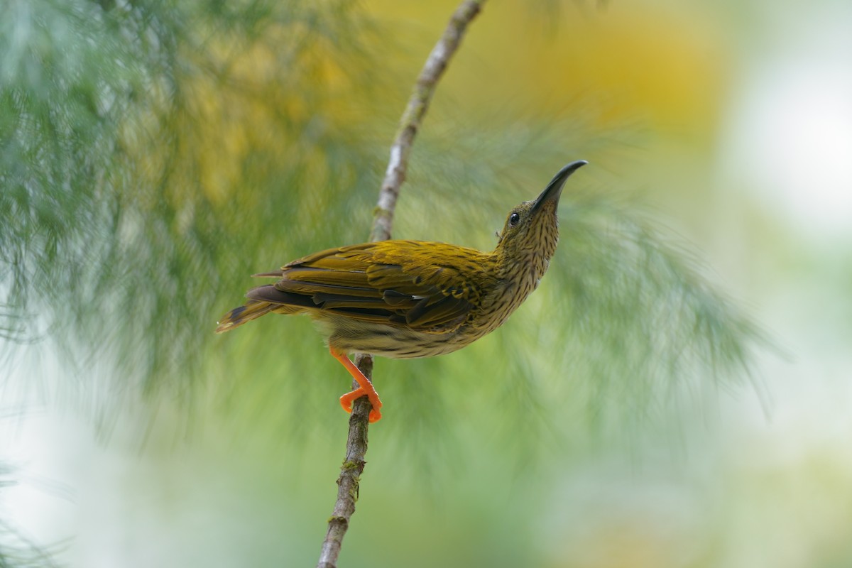Streaked Spiderhunter - ML638355352