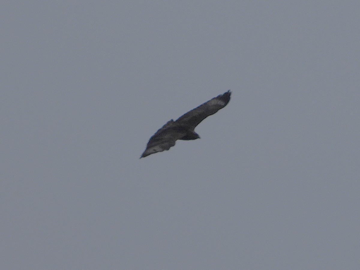 Common/Himalayan/Eastern Buzzard - ML638355364