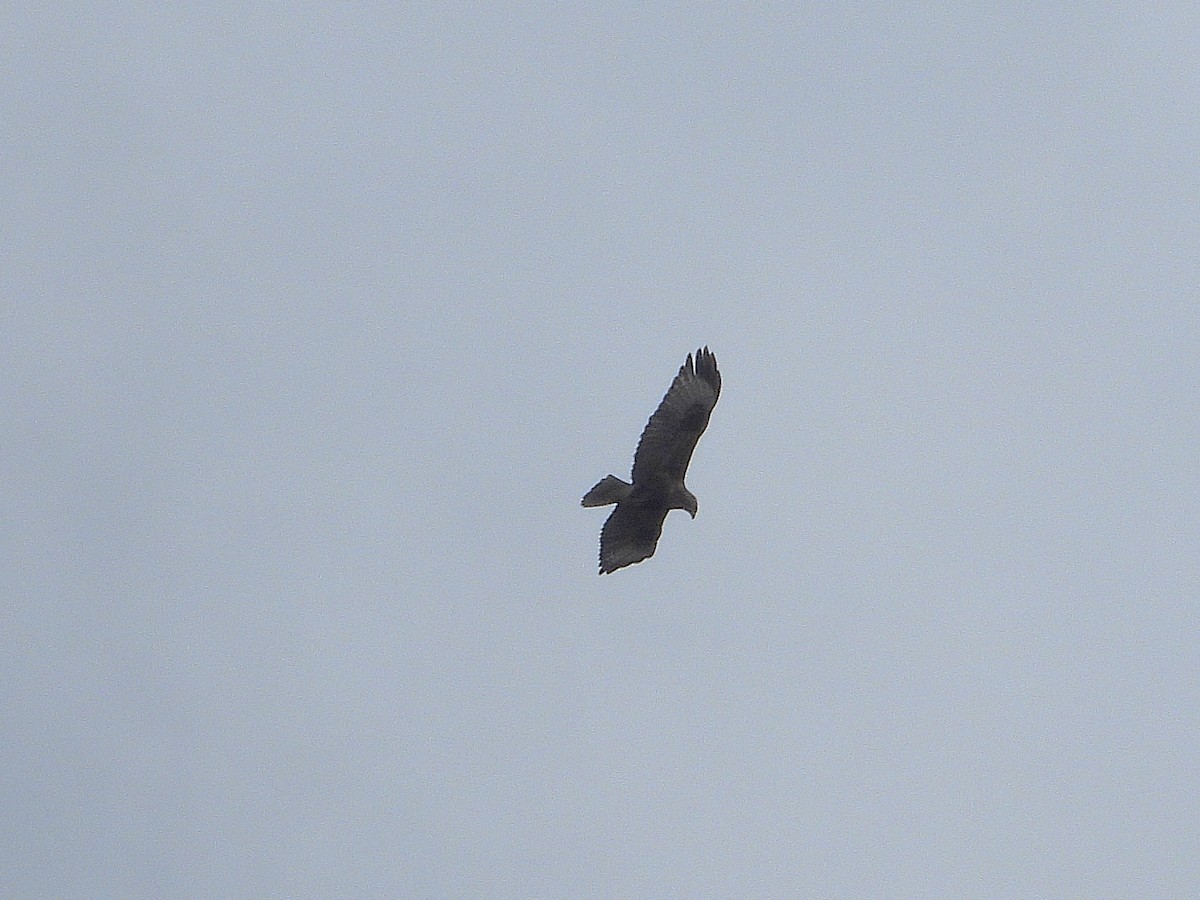 Common/Himalayan/Eastern Buzzard - ML638355365