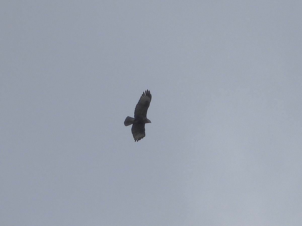 Common/Himalayan/Eastern Buzzard - ML638355366