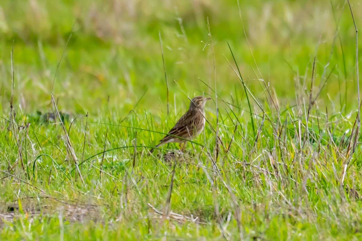Australian Pipit - ML638355368