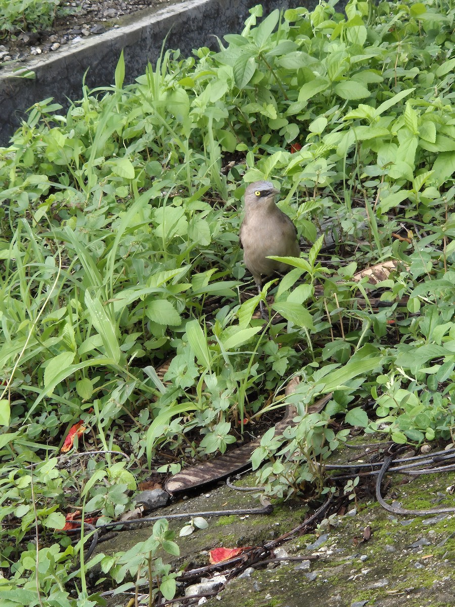 Large Gray Babbler - ML638355384