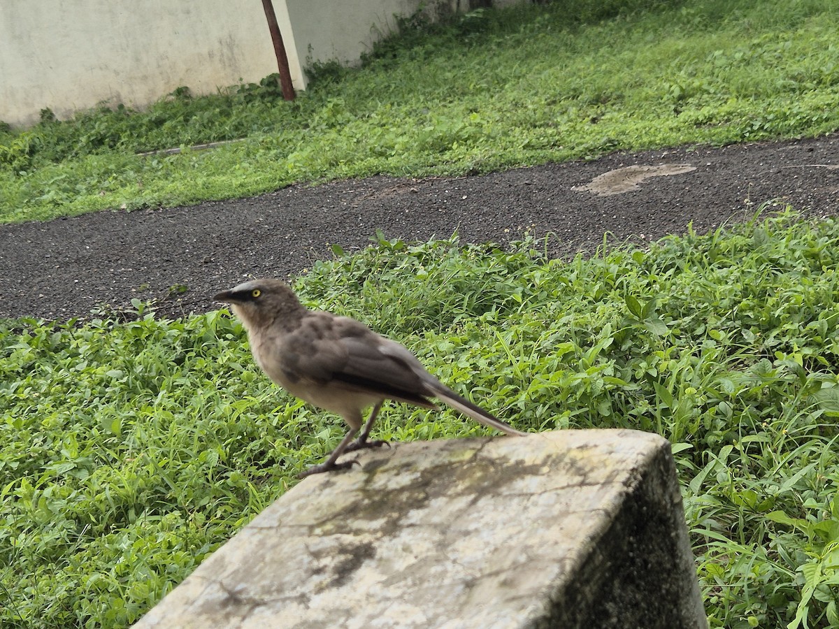 Large Gray Babbler - ML638355385