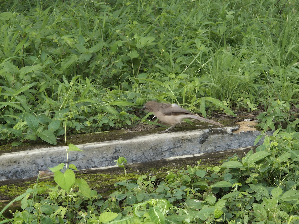 Large Gray Babbler - ML638355386